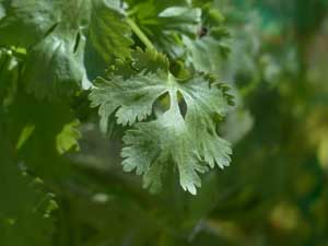 coriander