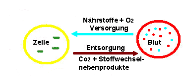 Stoffwechsel zwischen Blut und Zelle