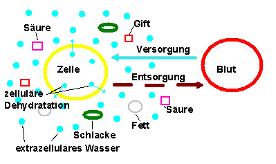 Stoffwechselprozess zwischen Zelle und Blut