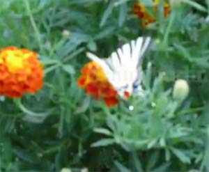 schmetterling im Garten
