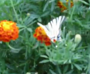 schmetterling im Garten